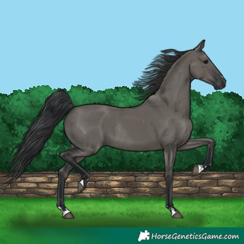 Horse Color:Grullo Rabicano 