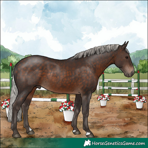 Horse Color:Silver Brown Rabicano 