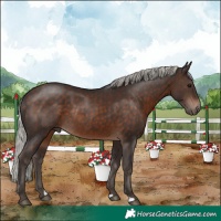 Horse Color:Silver Brown Rabicano 