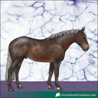 Horse Color:Silver Brown Rabicano 