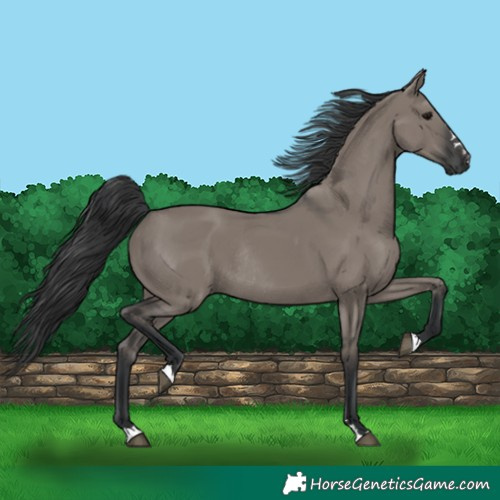Horse Color:Grullo Rabicano 