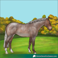 Horse Color:Silver Brown Roan