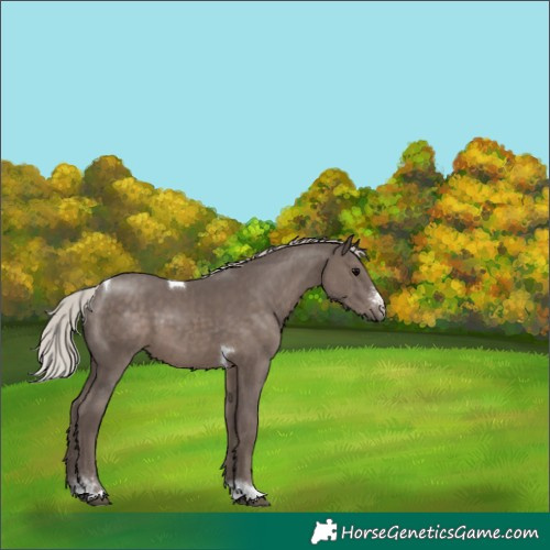 Horse Color:Silver Black Sabino Tobiano 