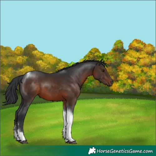 Horse Color:Brown Tobiano 