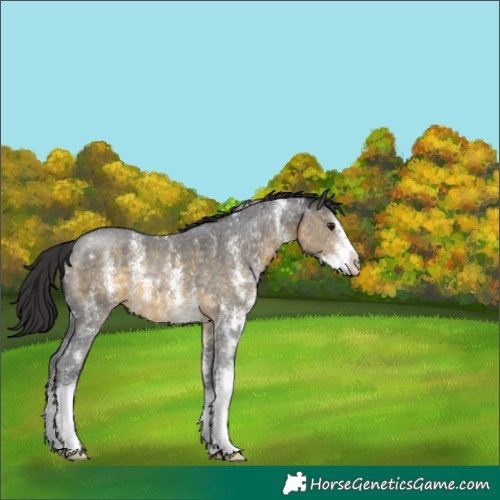 Horse Color:Buckskin Sabino 