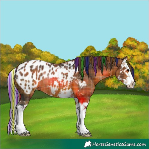 Horse Color:Painted Plaid  White Spotted Brown Splash Appaloosa 