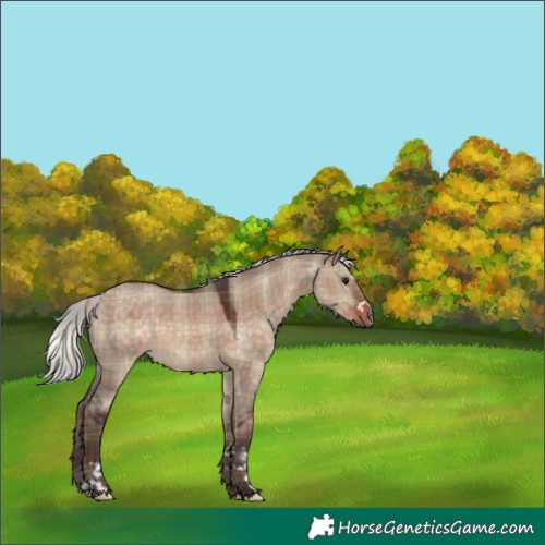 Horse Color:Plaid  Silver Brown Dun 