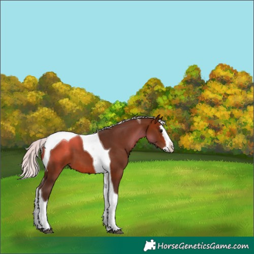 Horse Color:Silver Bay Splash Tobiano 
