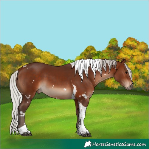 Horse Color:White Spotted Silver Brown Tobiano Rabicano 