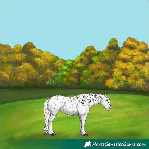 Horse Color:White Spotted Silver Black Ice Tobiano Near Leopard 