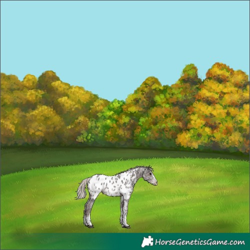 Horse Color:White Spotted Silver Black Ice Tobiano Appaloosa 