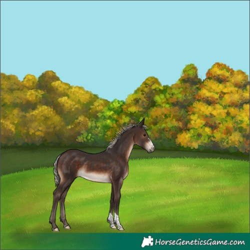 Horse Color:Silver Brown Sabino Tobiano 