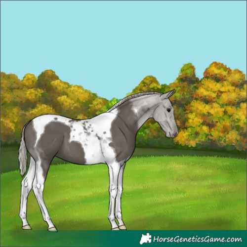 Horse Color:Silver Black Tobiano 