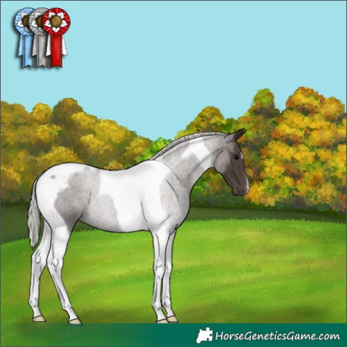 Horse Color:Silver Black Tobiano 