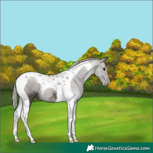 Horse Color:Silver Black Tobiano 