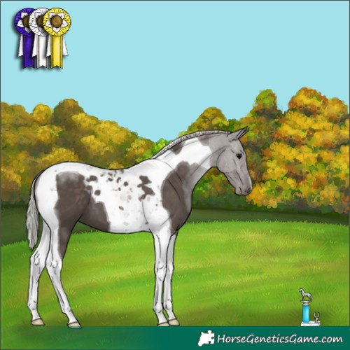 Horse Color:Silver Black Tobiano 