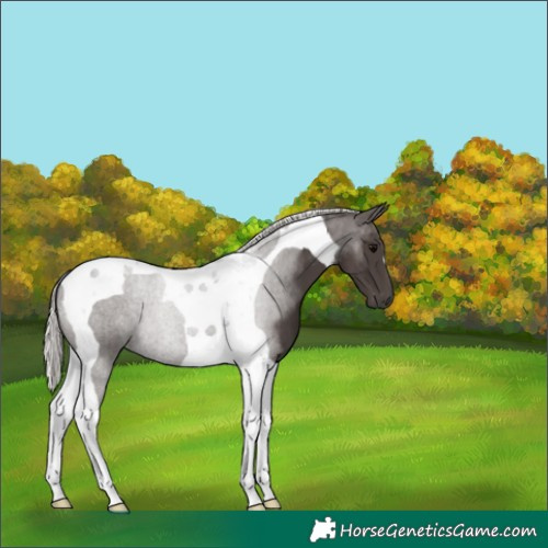 Horse Color:Silver Black Tobiano 