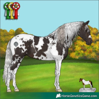 Horse Color:White Spotted Silver Brown Tobiano 