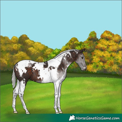 Horse Color:White Spotted Silver Brown Tobiano 