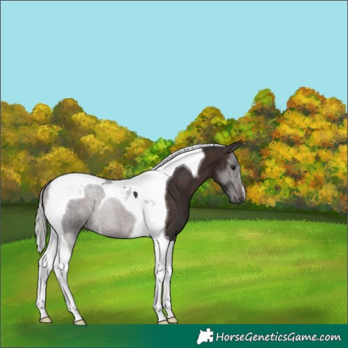 Horse Color:Silver Brown Tobiano 