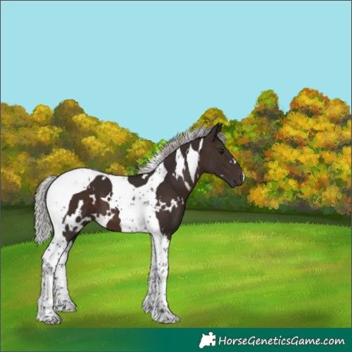 Horse Color:White Spotted Silver Brown Tobiano 