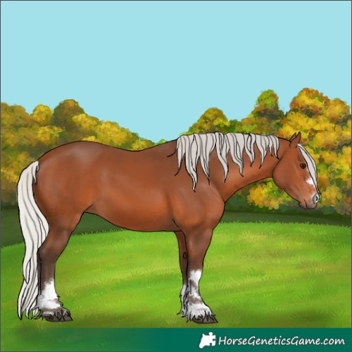 Horse Color:Silver Brown Rabicano 