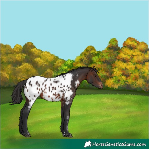 Horse Color:Brown Near Leopard Rabicano 
