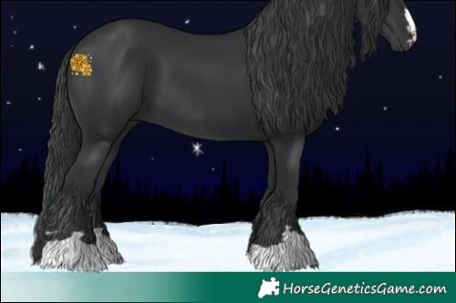 Horse Color:Black 