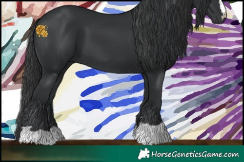 Horse Color:Black 