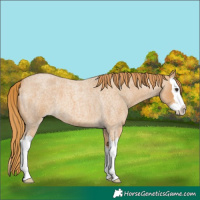 Horse Color:Red Roan Splash 