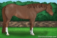 Horse Color:Red Roan