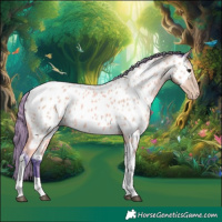 Horse Color:Watercolor Buckskin Tobiano Appaloosa 