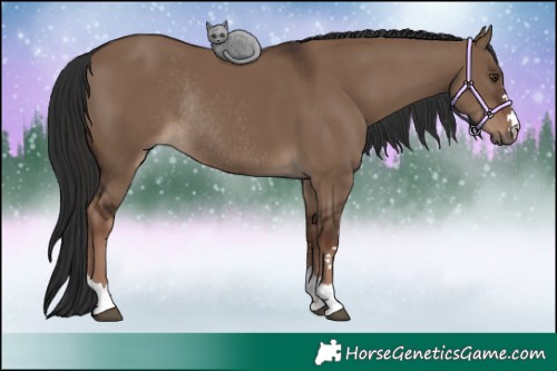 Horse Color:Liver Red Dun Rabicano