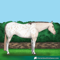 Horse Color:Bay Dun Tobiano Appaloosa 