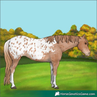 Horse Color:White Spotted Chestnut Appaloosa 