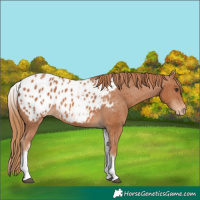 Horse Color:White Spotted Chestnut Appaloosa 