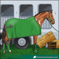 Horse Color:White Spotted Bay Rabicano 