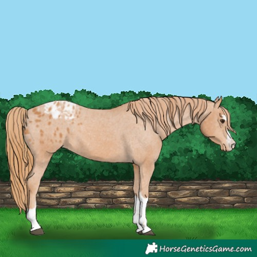 Horse Color:Chestnut Blanket 