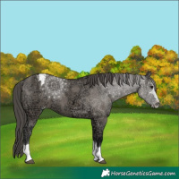Horse Color:Grullo Ice Appaloosa