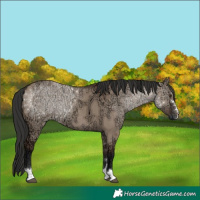 Horse Color:Liver Red Dun Ice Rabicano 