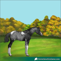 Horse Color:Black Ice Tobiano 