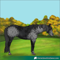 Horse Color:Black Ice 