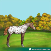 Horse Color:Gold Champagne Ice Appaloosa 