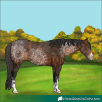 Horse Color:Bay Ice 