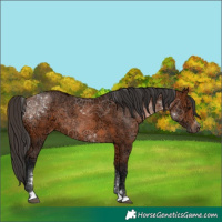 Horse Color:Bay Ice 