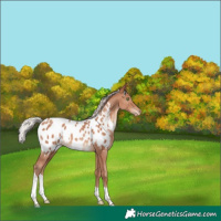 Horse Color:Silver Sable Champagne Tobiano Appaloosa 