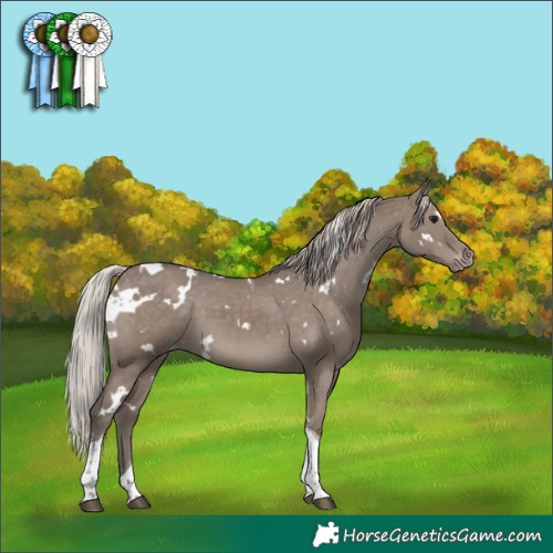 Horse Color:White Spotted Silver Grullo Tobiano Appaloosa 