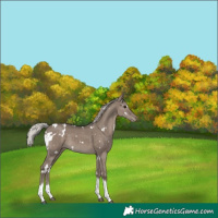 Horse Color:White Spotted Silver Grullo Tobiano Appaloosa 
