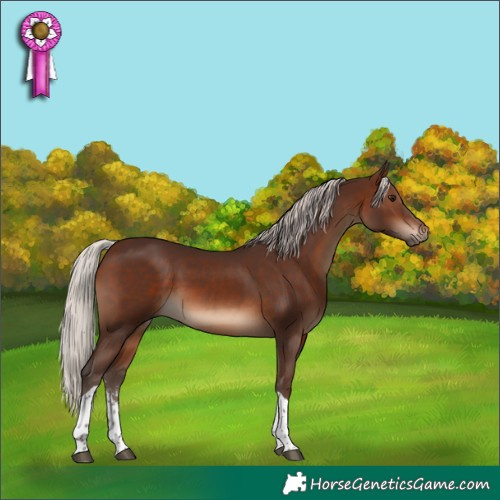 Horse Color:Silver Brown Sabino Tobiano 