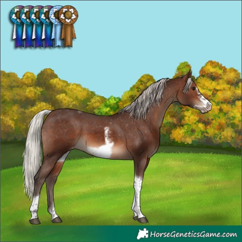 Horse Color:Silver Brown Sabino Tobiano Frame Varnish 